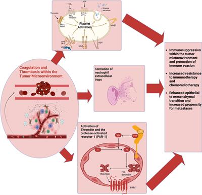 Reprogramming the immunosuppressive tumor microenvironment: exploiting angiogenesis and thrombosis to enhance immunotherapy